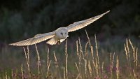 247 - BARN OWL LANDING - SHERREN PAM - united kingdom <div